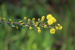 Acacia paradoxa