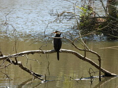 Microcarbo melanoleucos