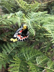 Delias harpalyce