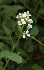 Diplotaxis erucoides