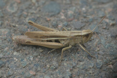 Chorthippus albomarginatus