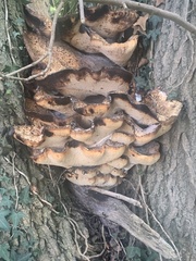 Cerioporus squamosus