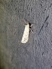 Utetheisa pulchelloides