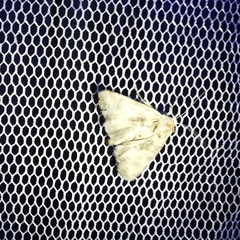 Mesoligia furuncula