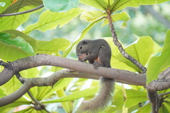 Callosciurus notatus