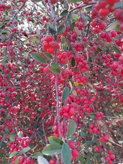 Pyracantha angustifolia