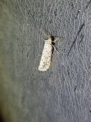 Utetheisa pulchelloides