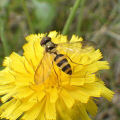 Meliscaeva cinctella