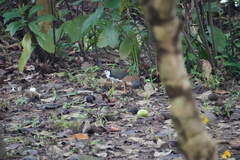 Amaurornis phoenicurus