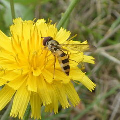 Meliscaeva cinctella