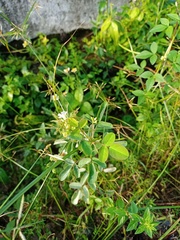 Oxalis barrelieri