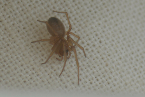 Donacochara speciosa