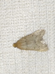 Bostra obsoletalis