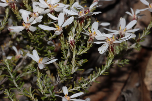 Image of Olearia brachyphylla by (c) Tim Hammer, some rights reserved (CC BY)