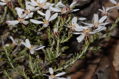 Olearia brachyphylla
