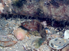 Notolabrus tetricus