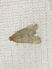 Bostra obsoletalis