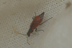 Anthocomus rufus