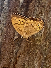 Neope goschkevitschii