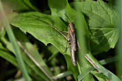 Chorthippus dorsatus