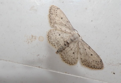 Idaea seriata