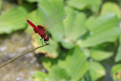 Urothemis signata