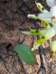 Lachenalia mutabilis