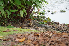 Varanus salvator macromaculatus