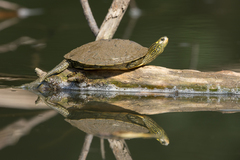 Graptemys geographica