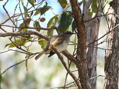 Lichmera indistincta