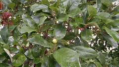 Crataegus × lavallei