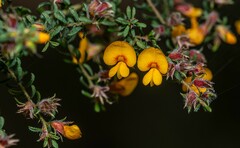 Pultenaea
