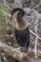 Anhinga anhinga