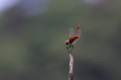Urothemis signata
