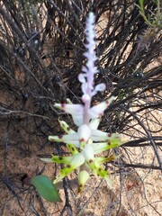 Lachenalia mutabilis