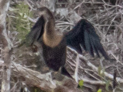 Anhinga anhinga