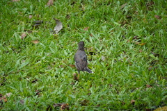 Acridotheres javanicus