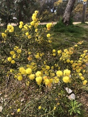 Acacia aspera