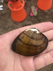 Ellipsaria lineolata