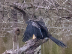 Anhinga anhinga
