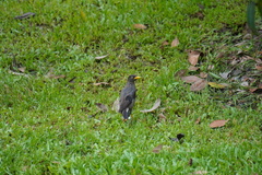 Acridotheres javanicus