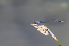 Paracercion calamorum