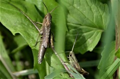 Chorthippus dorsatus