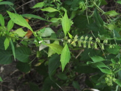 Mosla scabra