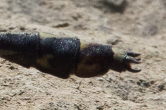 Dromogomphus spinosus