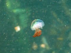 Cyanea annaskala