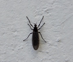 Bibionidae