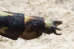 Dromogomphus spinosus