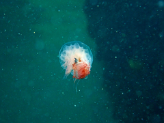 Cyanea annaskala