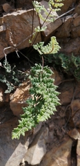 Cheilanthes hypoleuca